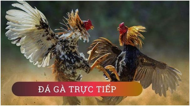 Đá Gà Việt Nam: Trực Tiếp, Cựa Sắt, Thomo - HI88